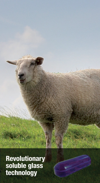 zincoisel sheep