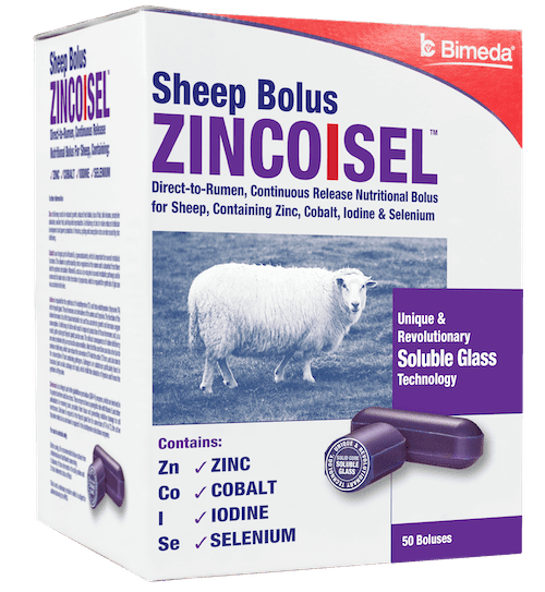 ZincoIsel left sheep