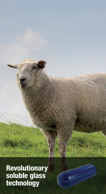 coseicure sheep