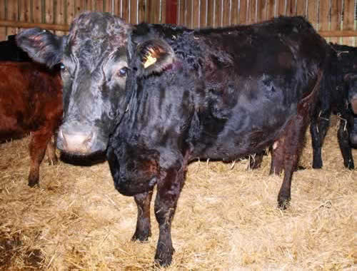 cow-before