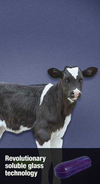 coseicure cow