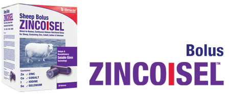 Zincoisel